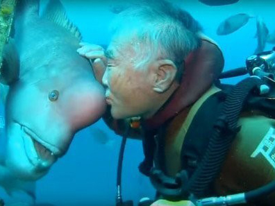 25 летняя дружба аквалангиста и рыбы! АкваТерраНовости Аква Лого Инфо